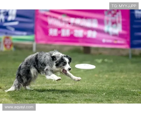 北京飞盘队在极限运动世界杯中的技术表现分析与点评